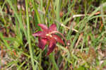 Purple pitcherplant